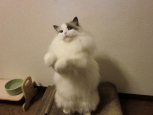 20121227 (1)