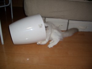CIMG0006