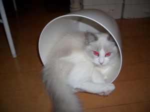 CIMG0008