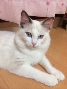 ふらん5