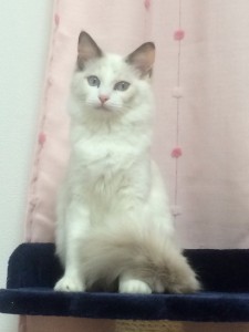ふらん2