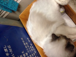 1月大和くん