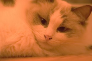 SD54DSC_0371