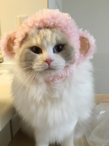アロマちゃんさるS__6176778