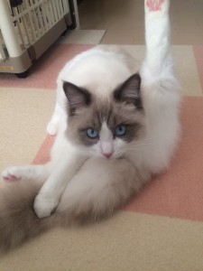 たかゆきくんお正月S__3358735